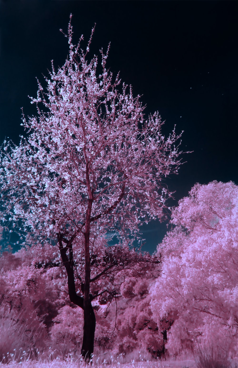 Pink Trees Wallpapers