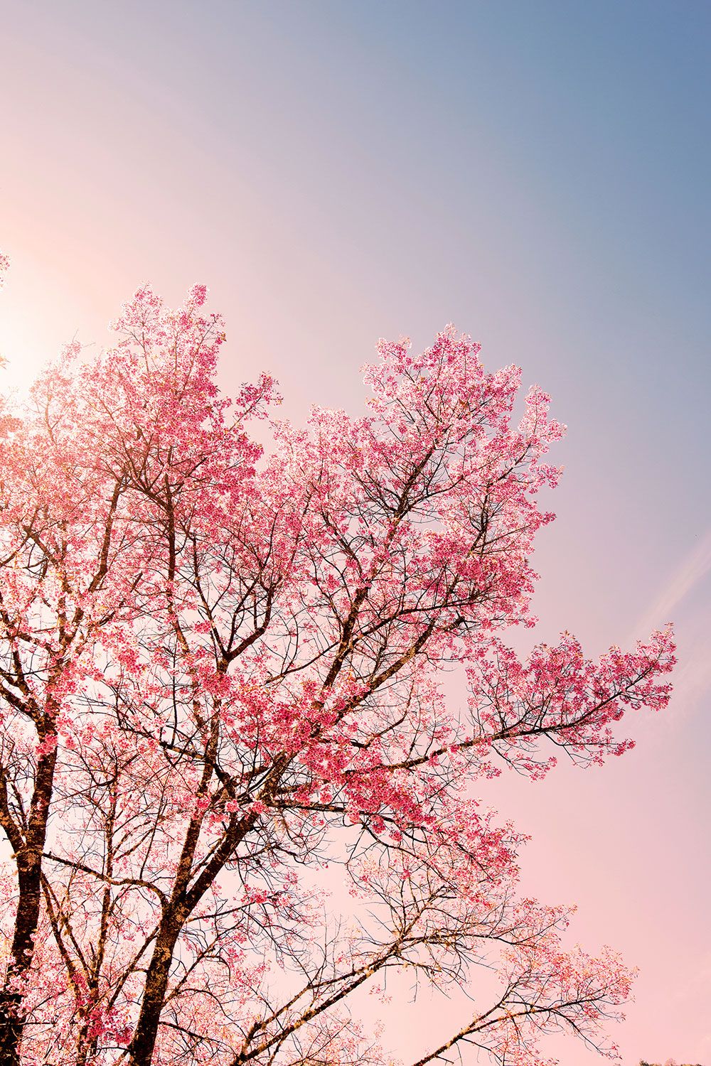 Pink Trees Wallpapers