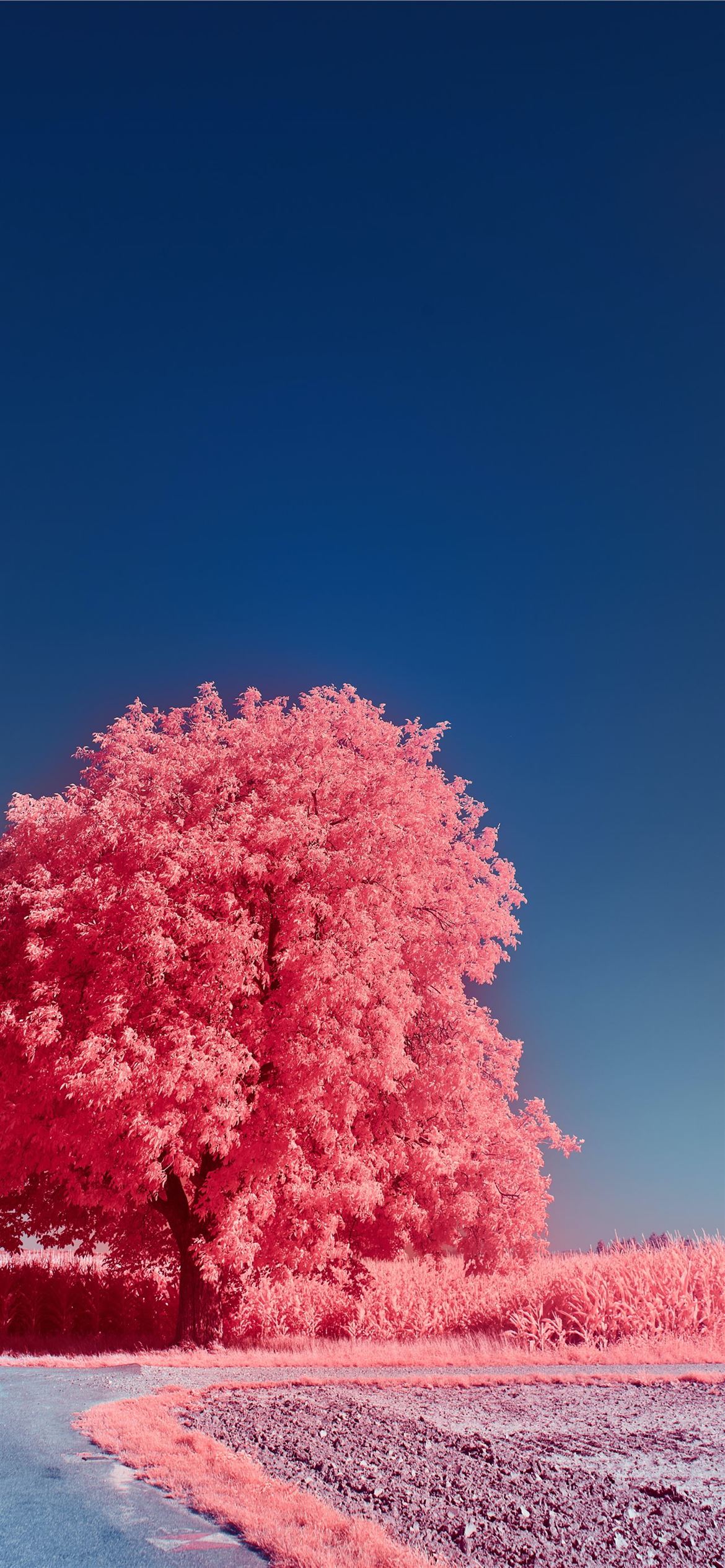 Pink Trees Wallpapers