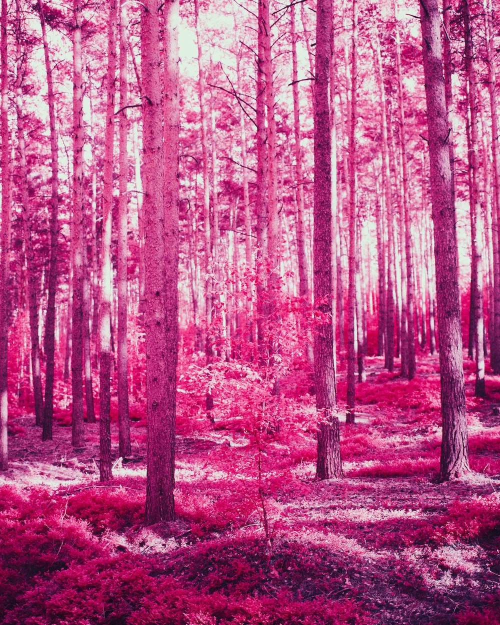 Pink Trees Wallpapers