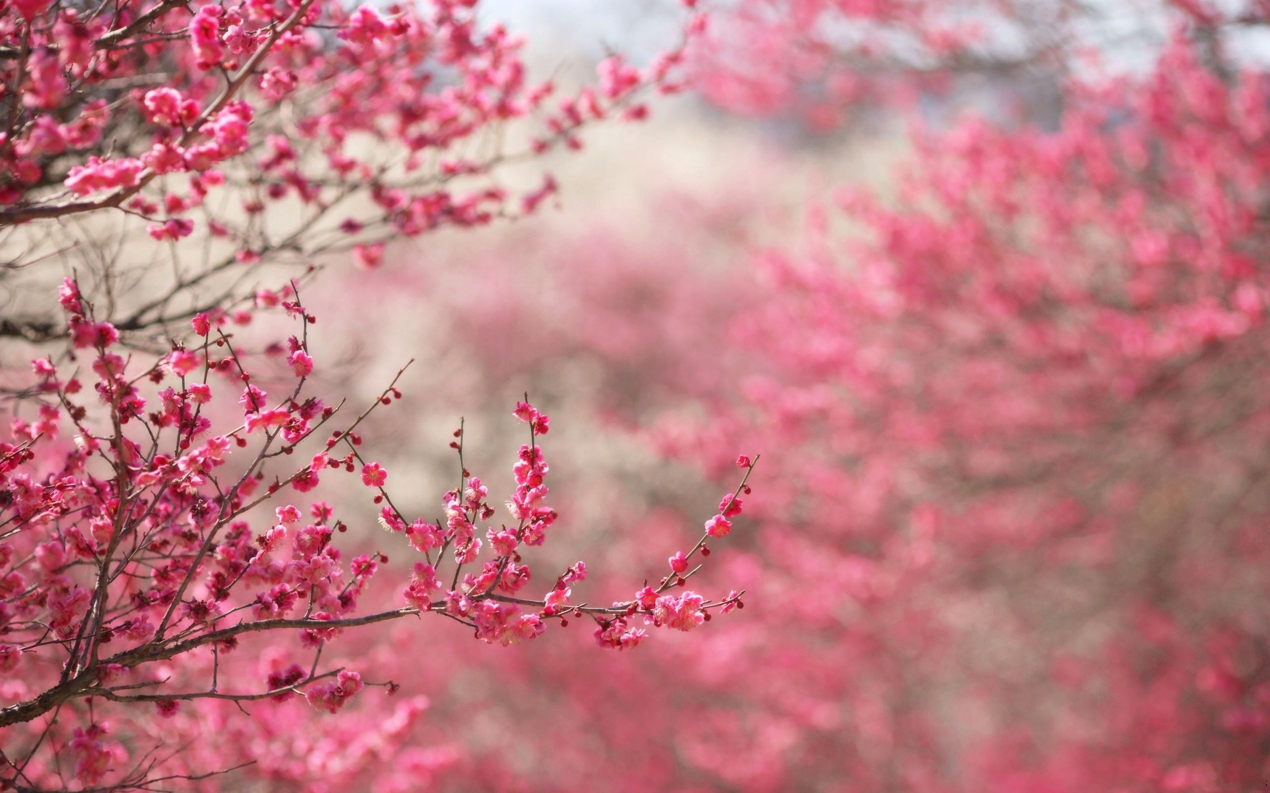 Pink Trees Wallpapers