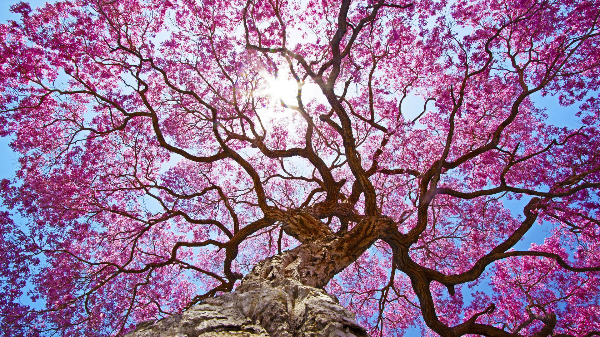 Pink Trees Wallpapers