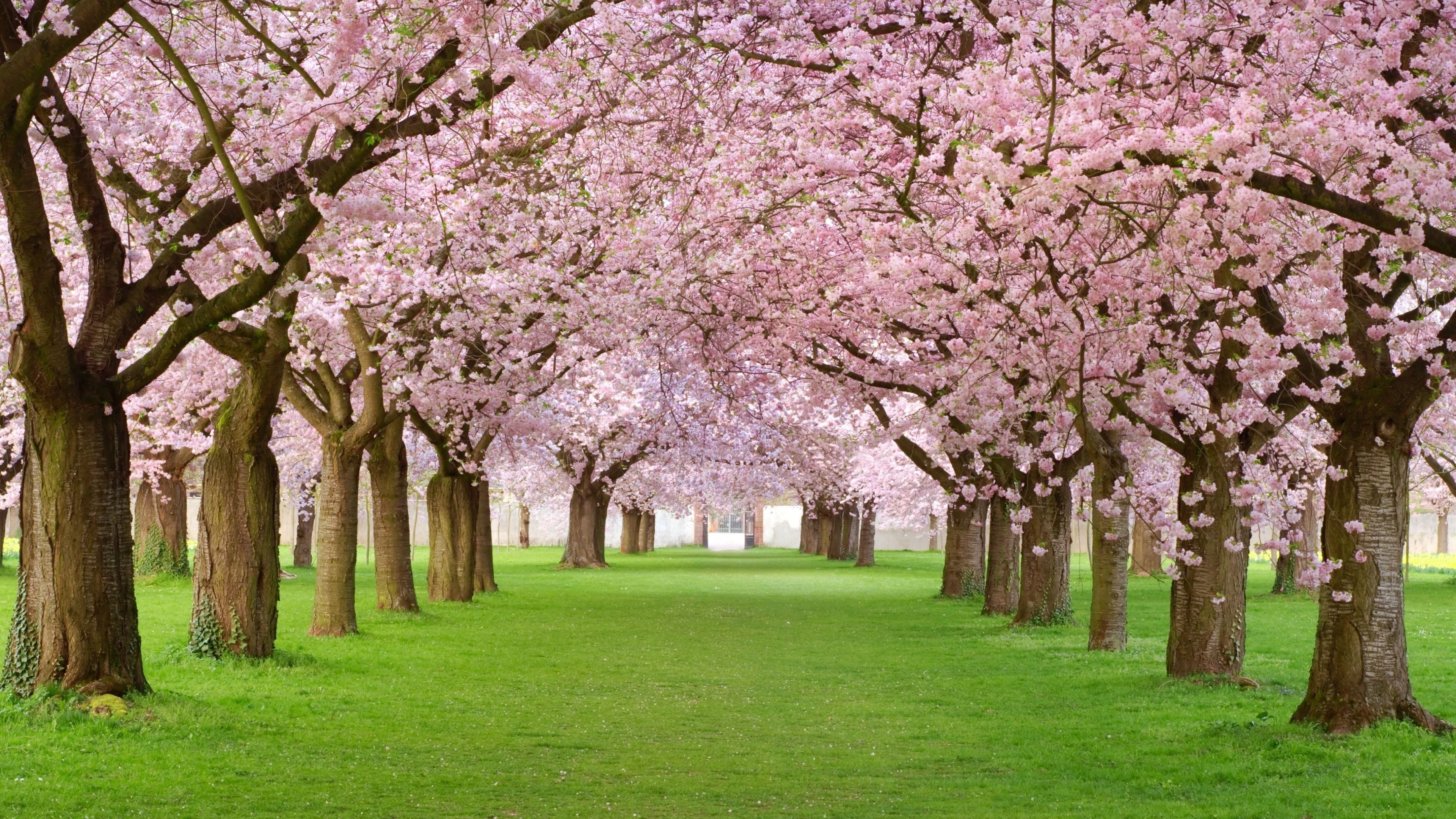 Pink Trees Wallpapers