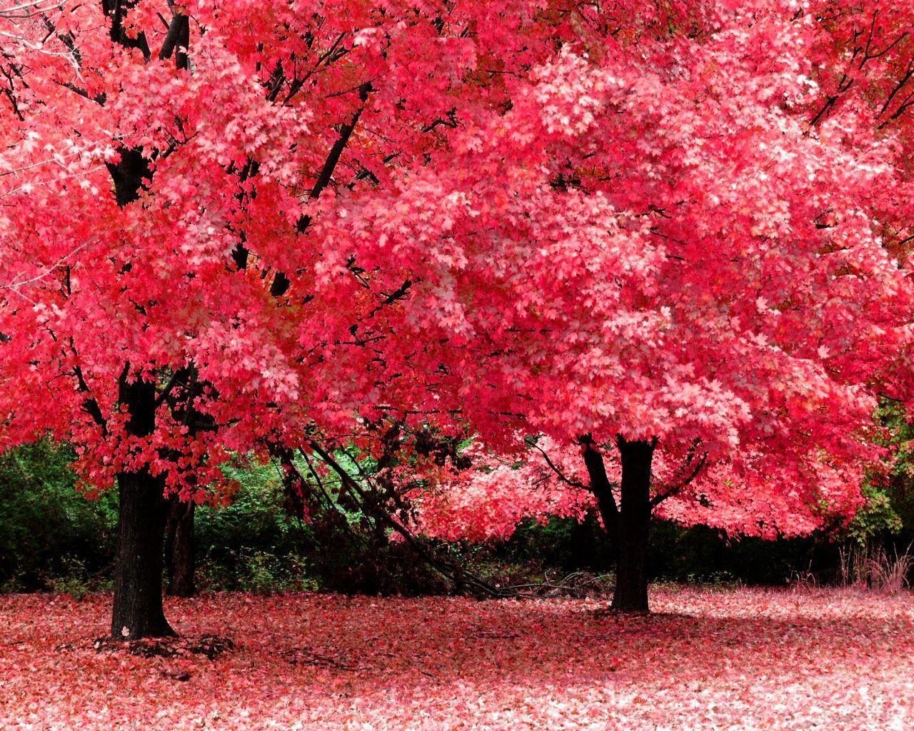 Pink Trees Wallpapers