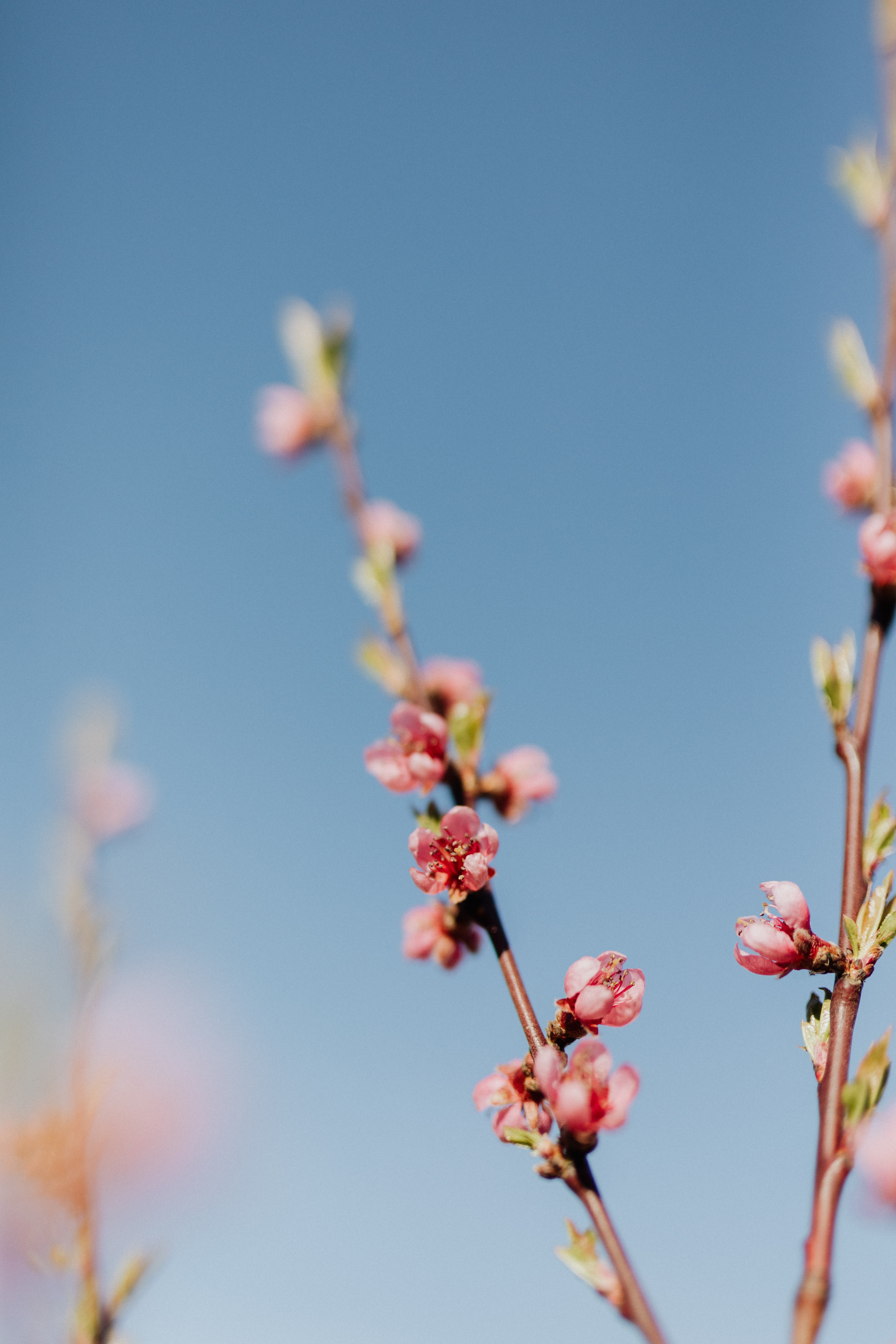 Pink Trees Wallpapers