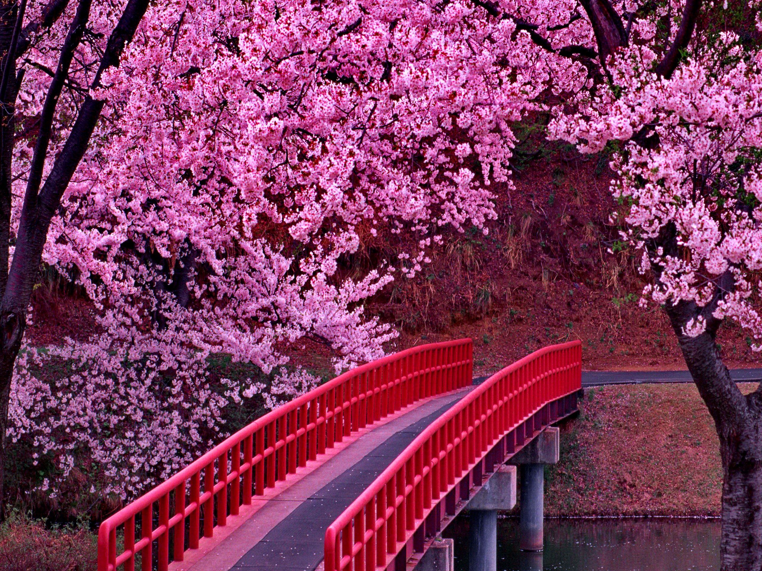 Pink Trees Wallpapers