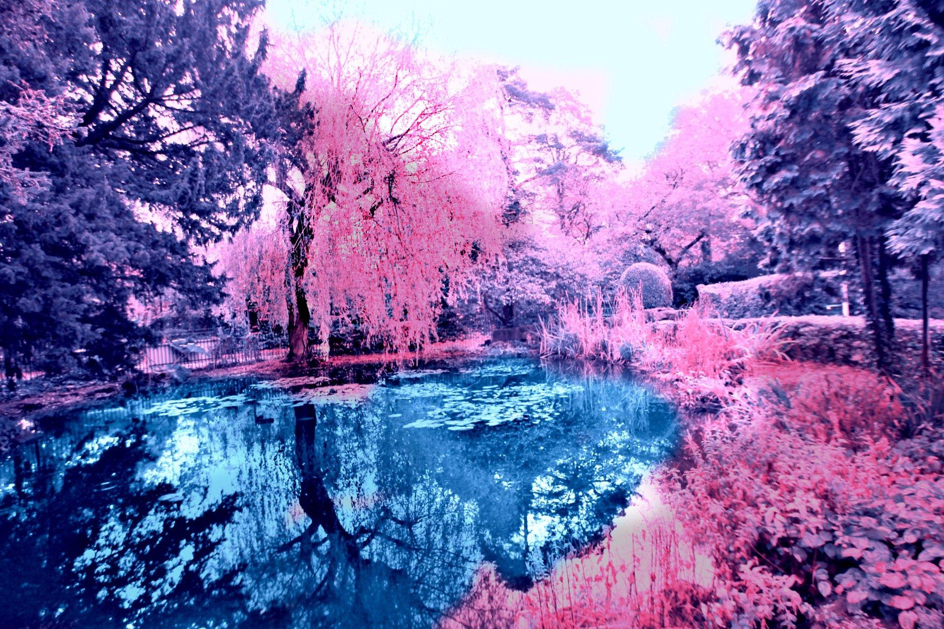 Pink Trees Wallpapers