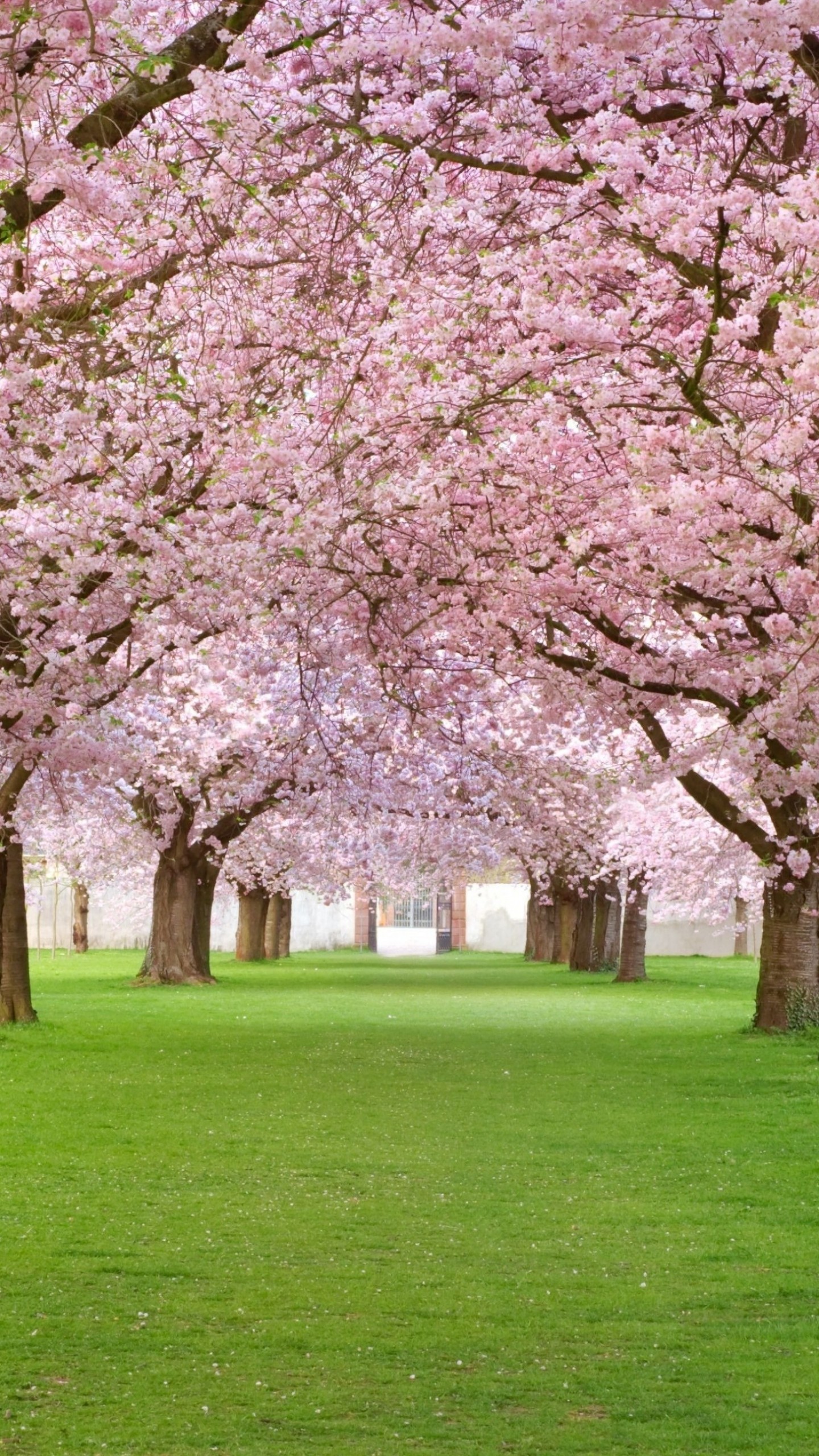 Pink Trees Wallpapers