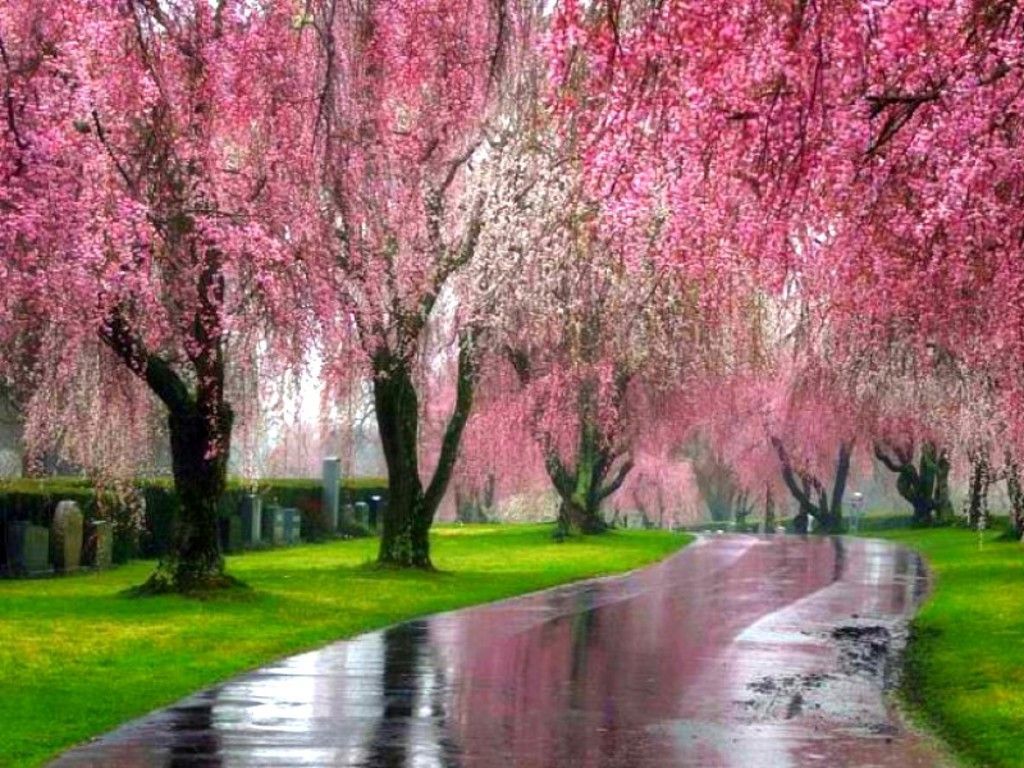 Pink Trees Wallpapers