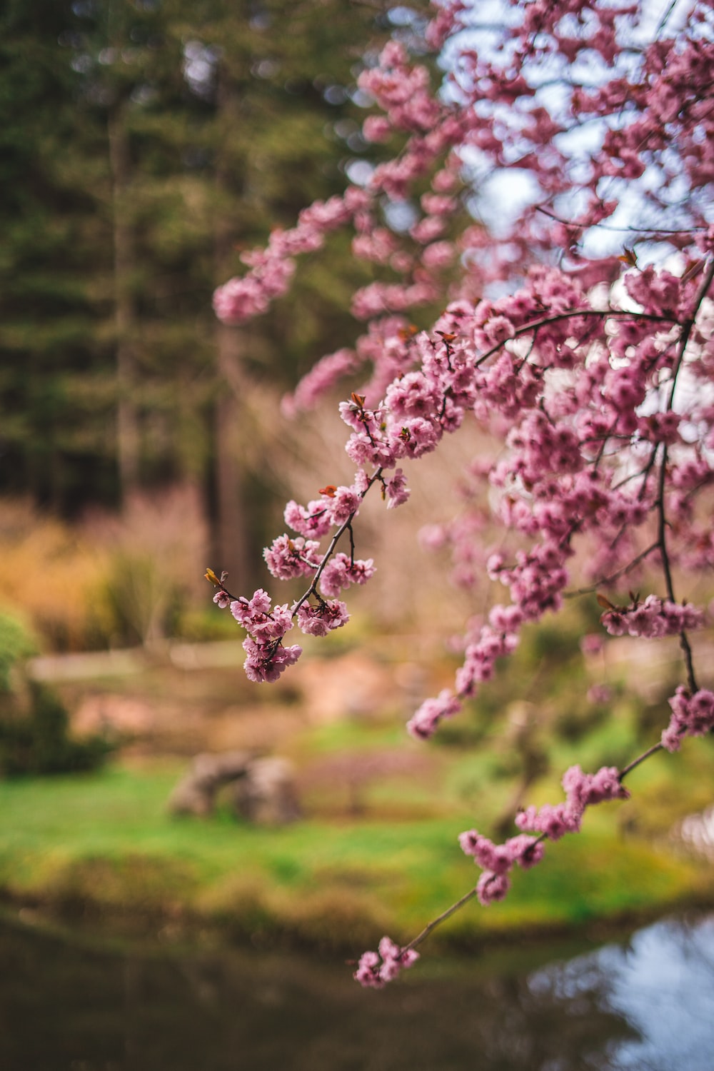 Pink Trees Wallpapers