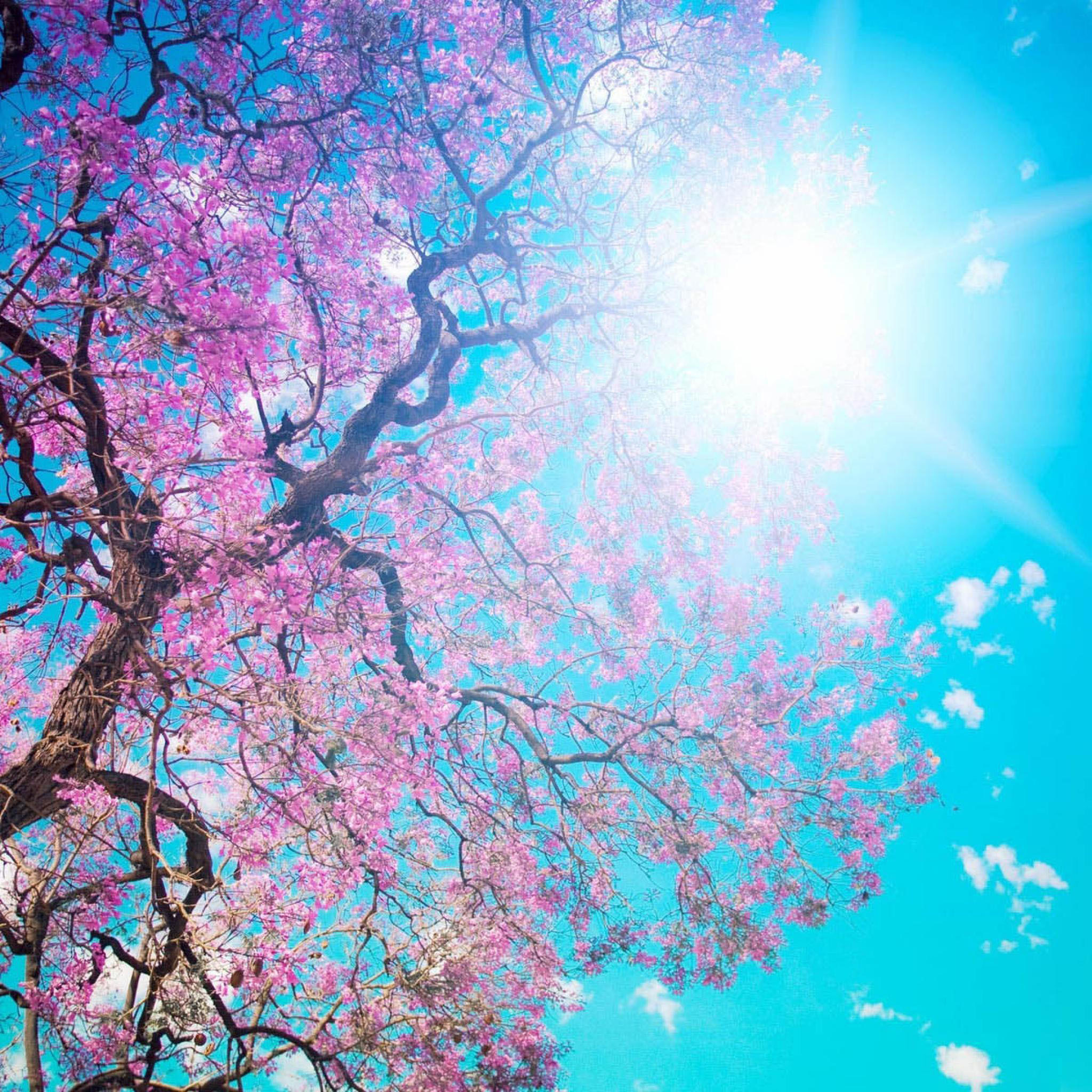 Pink Trees Wallpapers