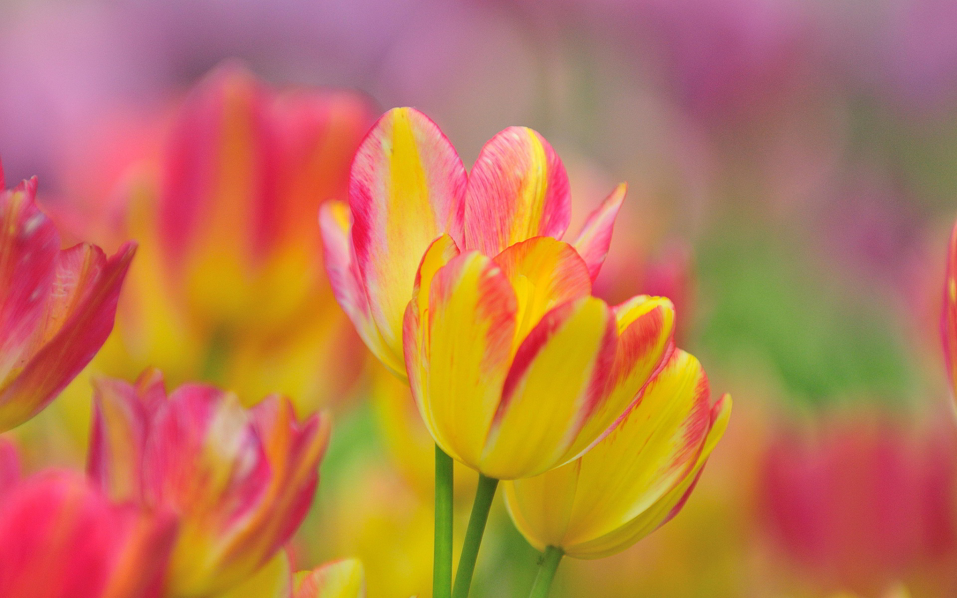 Pink Yellow Flower Wallpapers