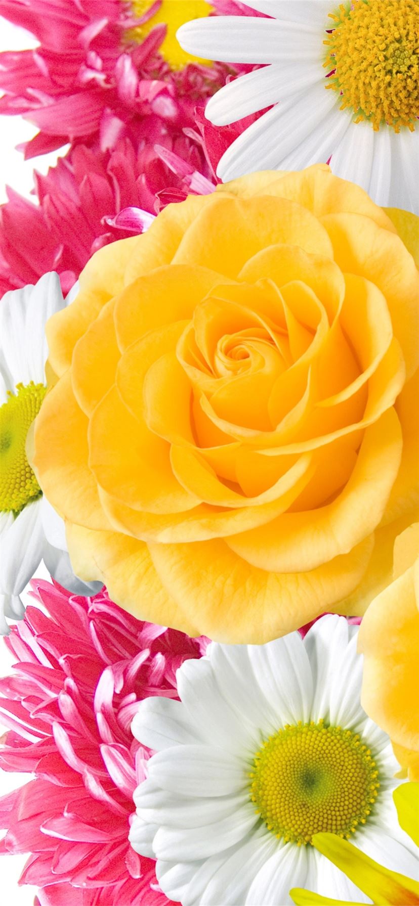 Pink Yellow Flower Wallpapers