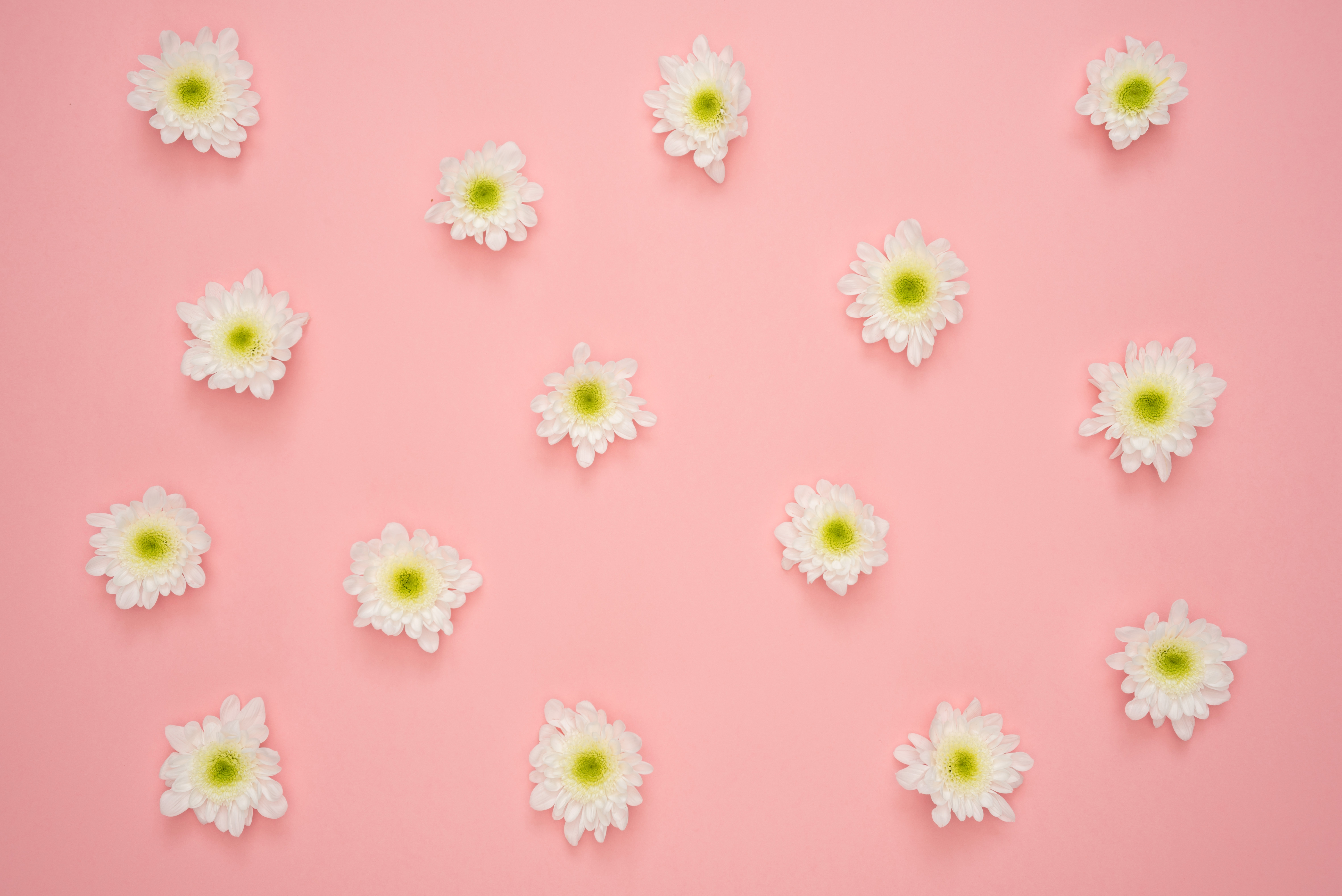 Pink Yellow Flower Wallpapers