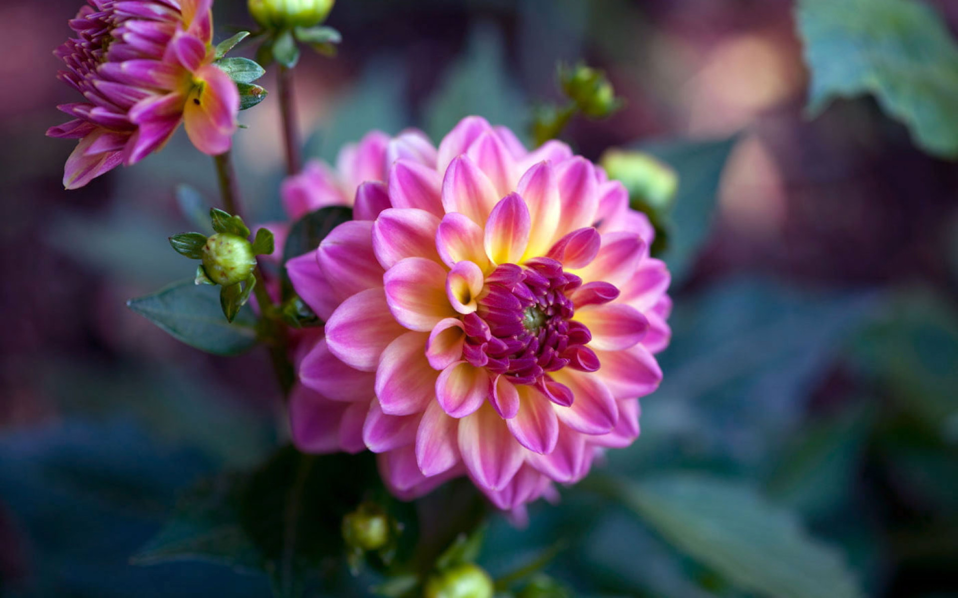 Pink Yellow Flower Wallpapers