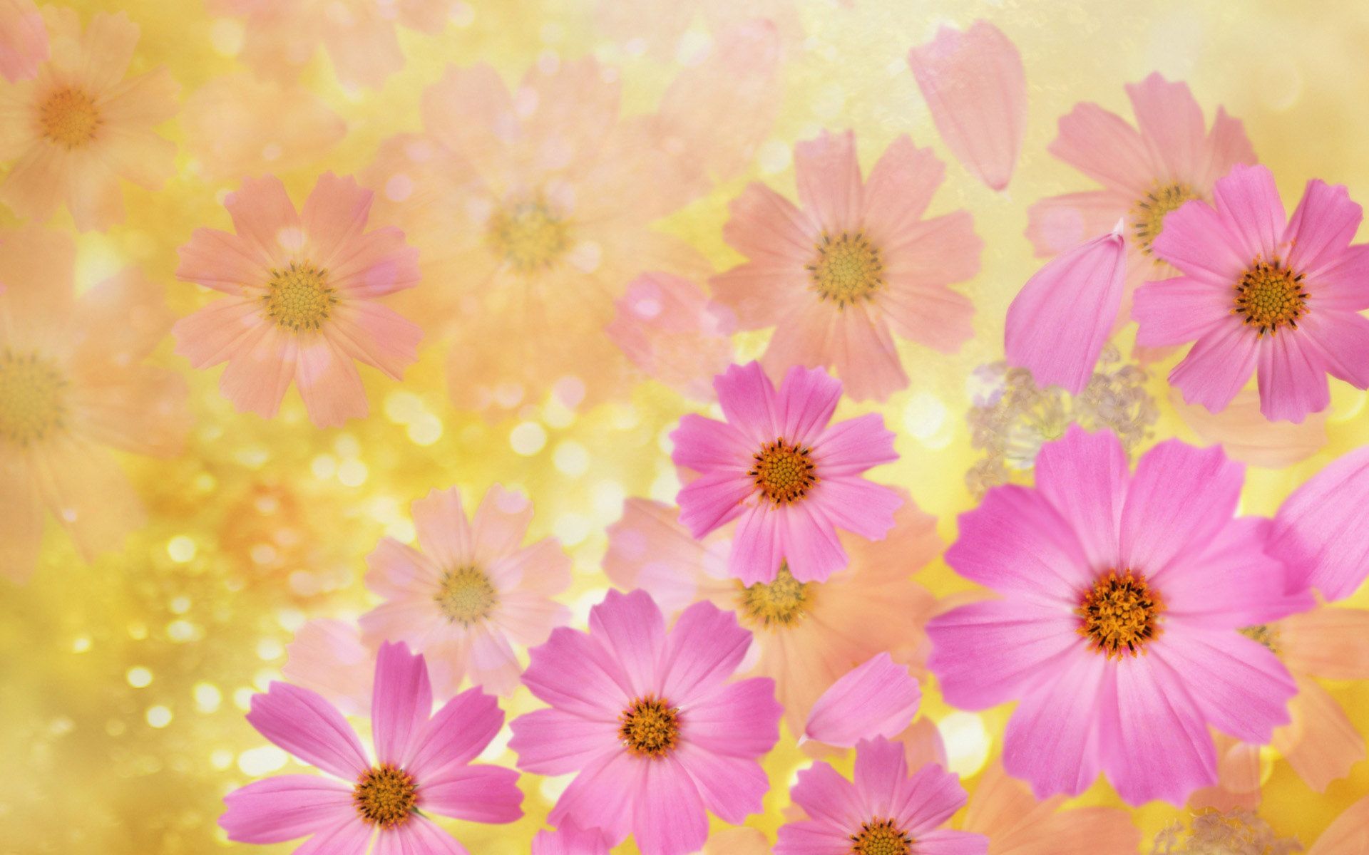 Pink Yellow Flower Wallpapers