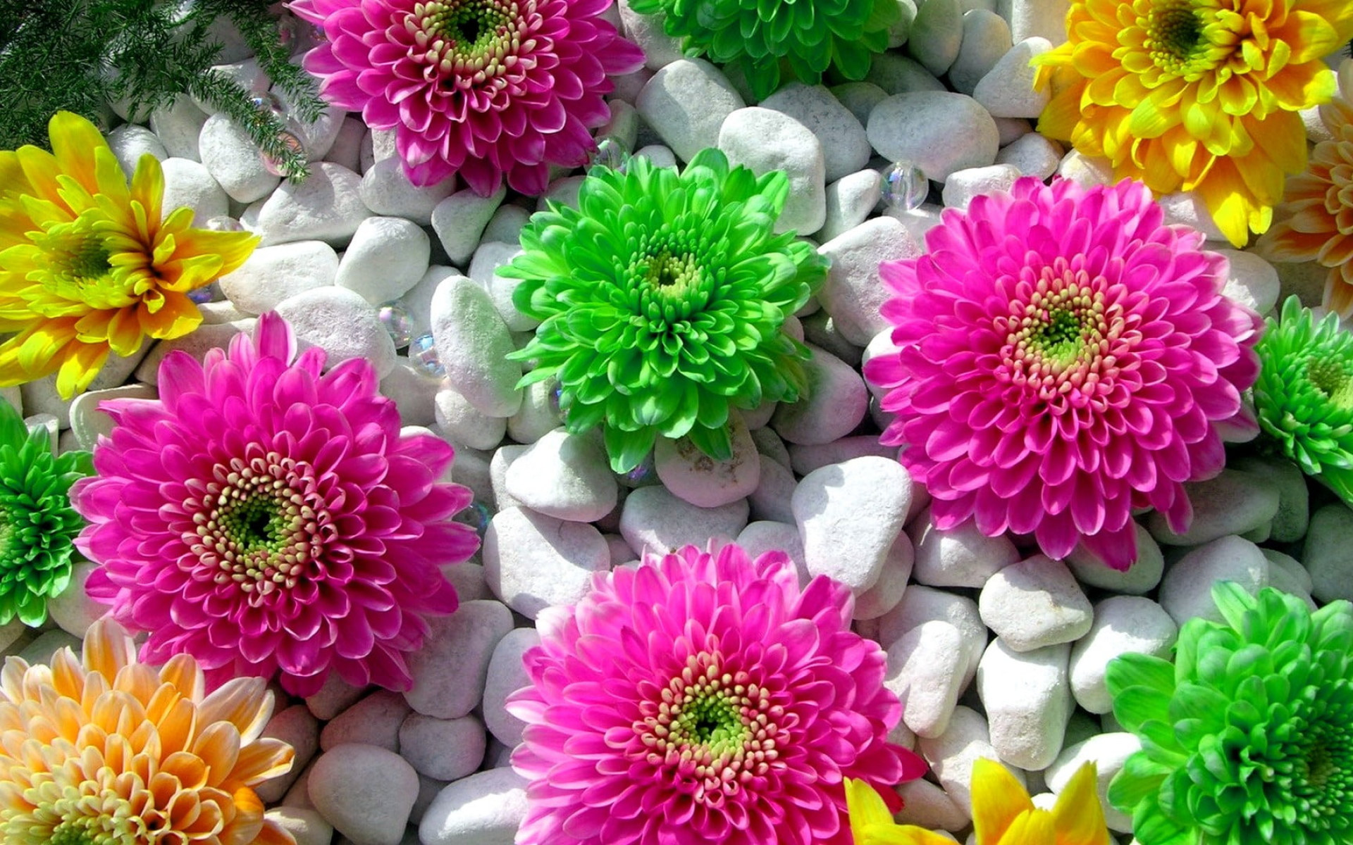 Pink Yellow Flower Wallpapers