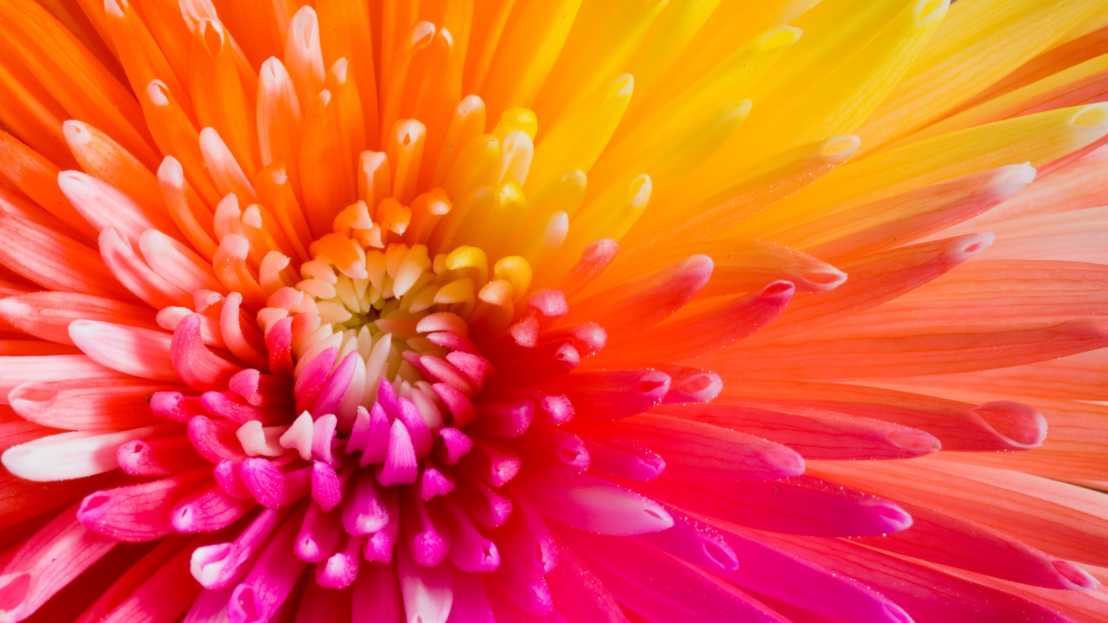 Pink Yellow Flower Wallpapers