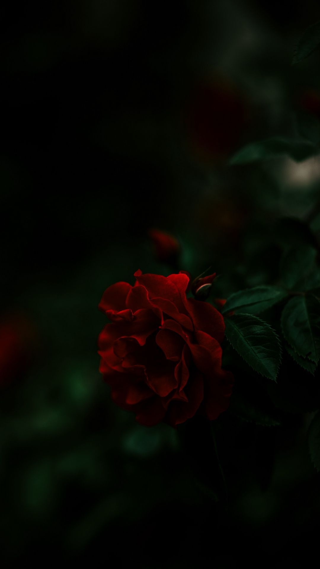 Red And Black Floral Wallpapers