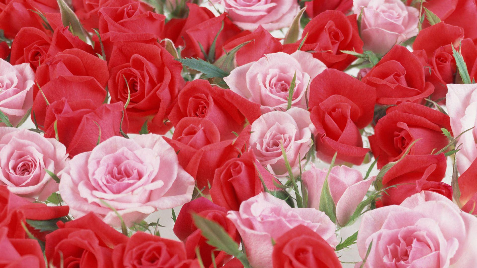 Red And Pink Roses Wallpapers