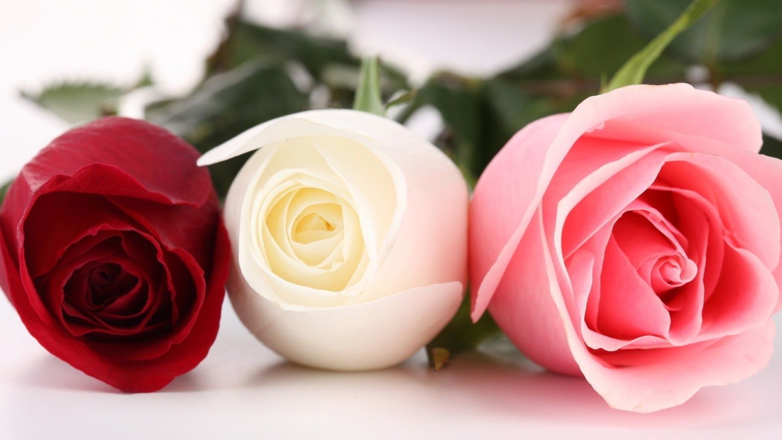 Red And Pink Roses Wallpapers