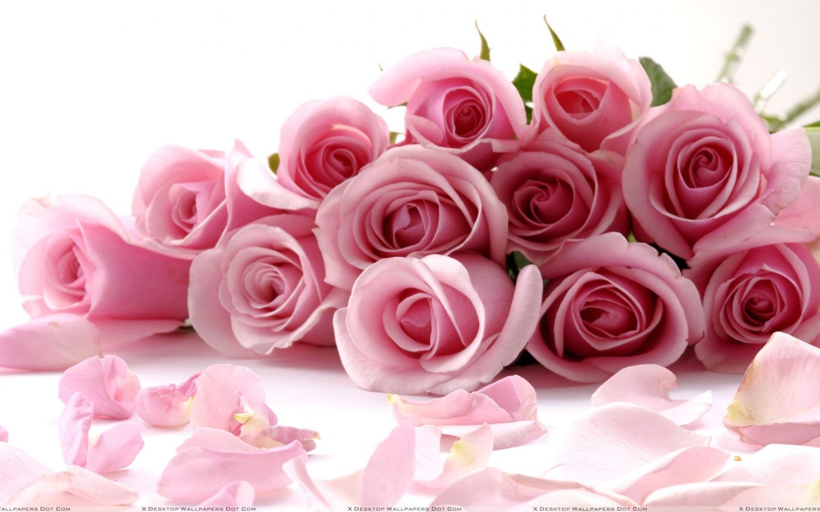 Red And Pink Roses Wallpapers