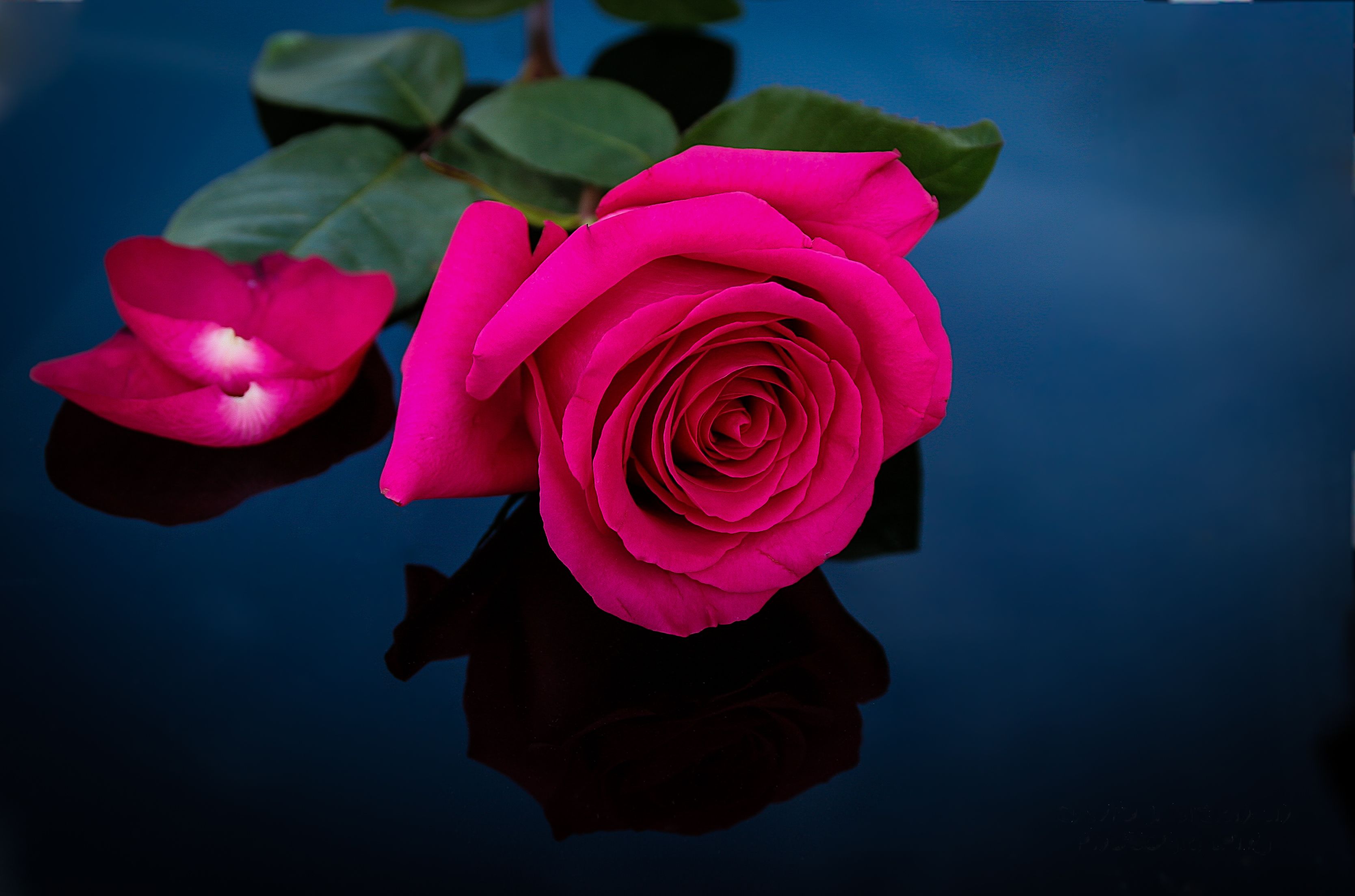 Red And Pink Roses Wallpapers