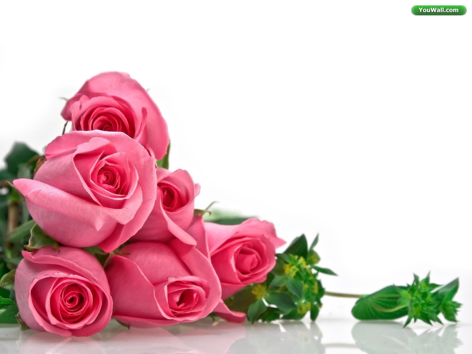 Red And Pink Roses Wallpapers