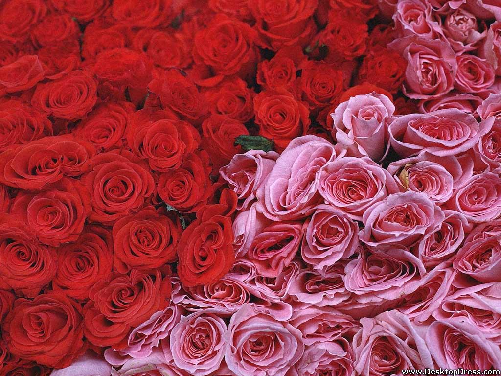 Red And Pink Roses Pics Wallpapers