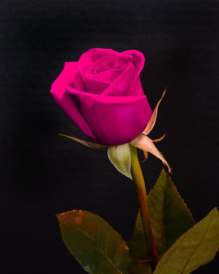 Red And Pink Roses Pics Wallpapers