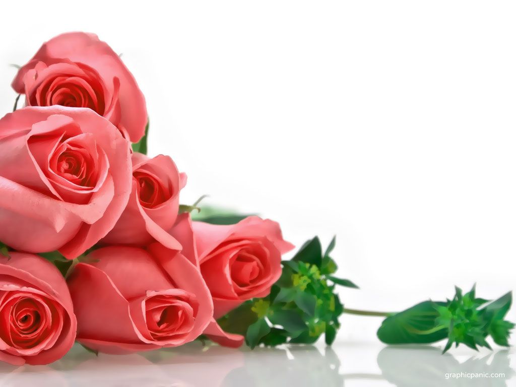 Red And Pink Roses Pics Wallpapers