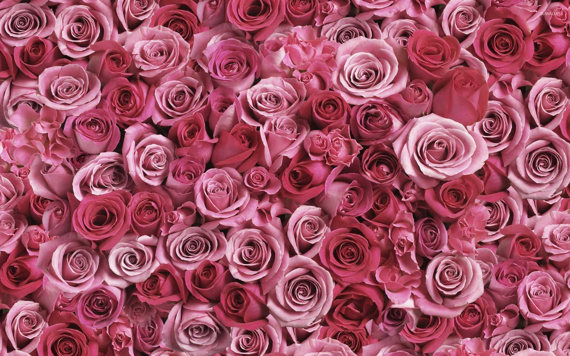 Red And Pink Roses Pics Wallpapers