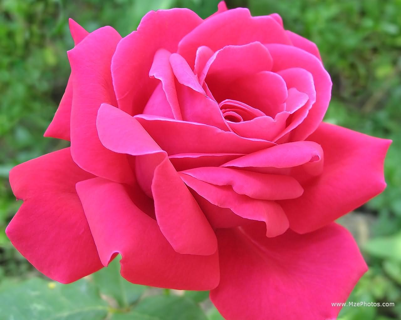 Red And Pink Roses Pics Wallpapers