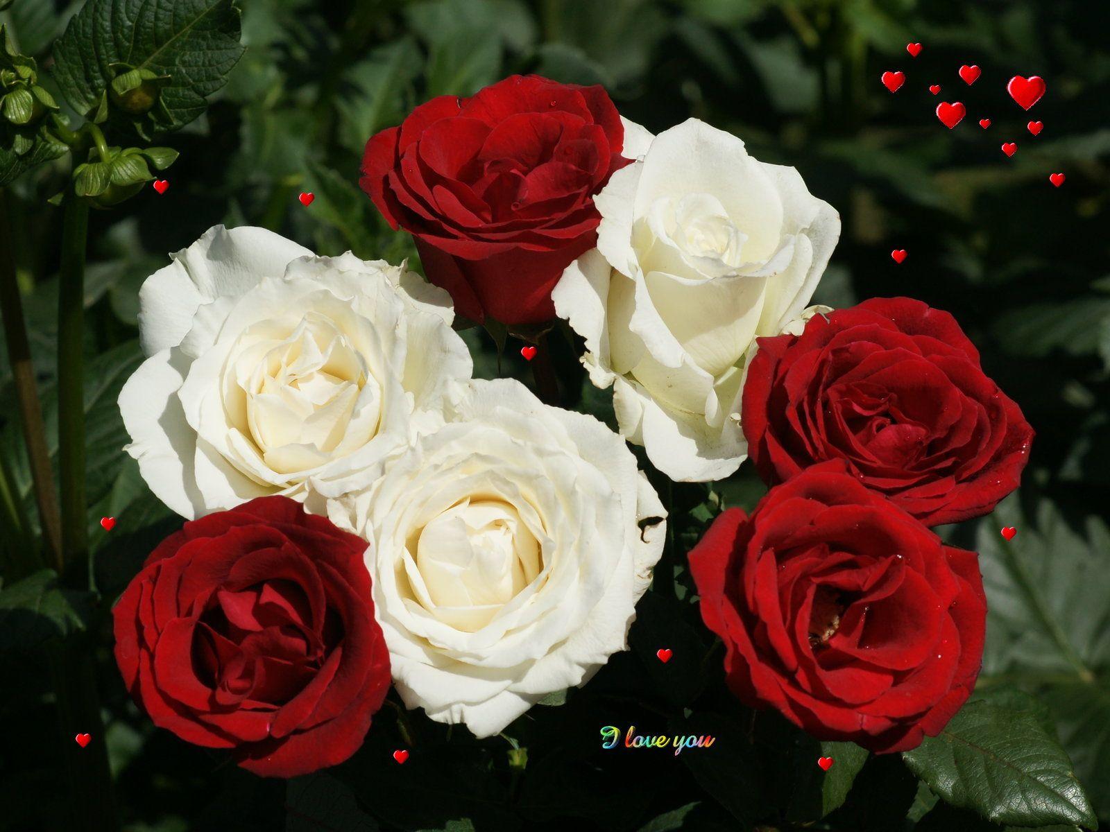 Red And White Roses Wallpapers