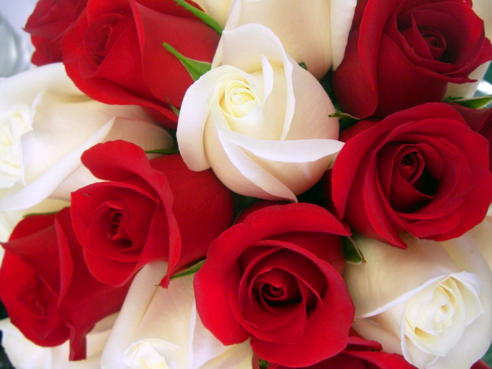 Red And White Roses Wallpapers