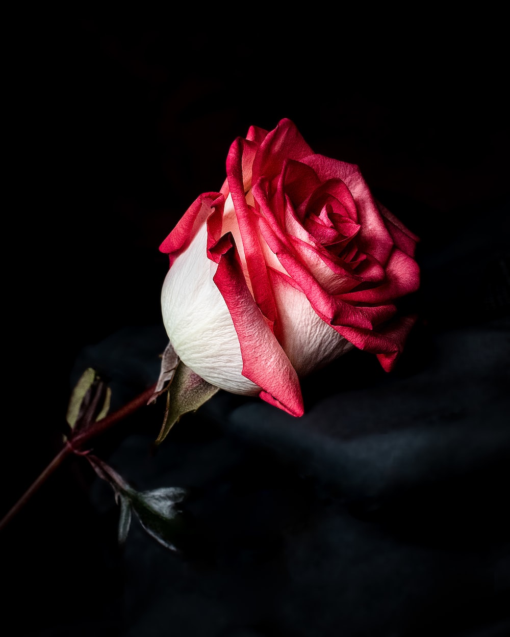 Red And White Roses Wallpapers