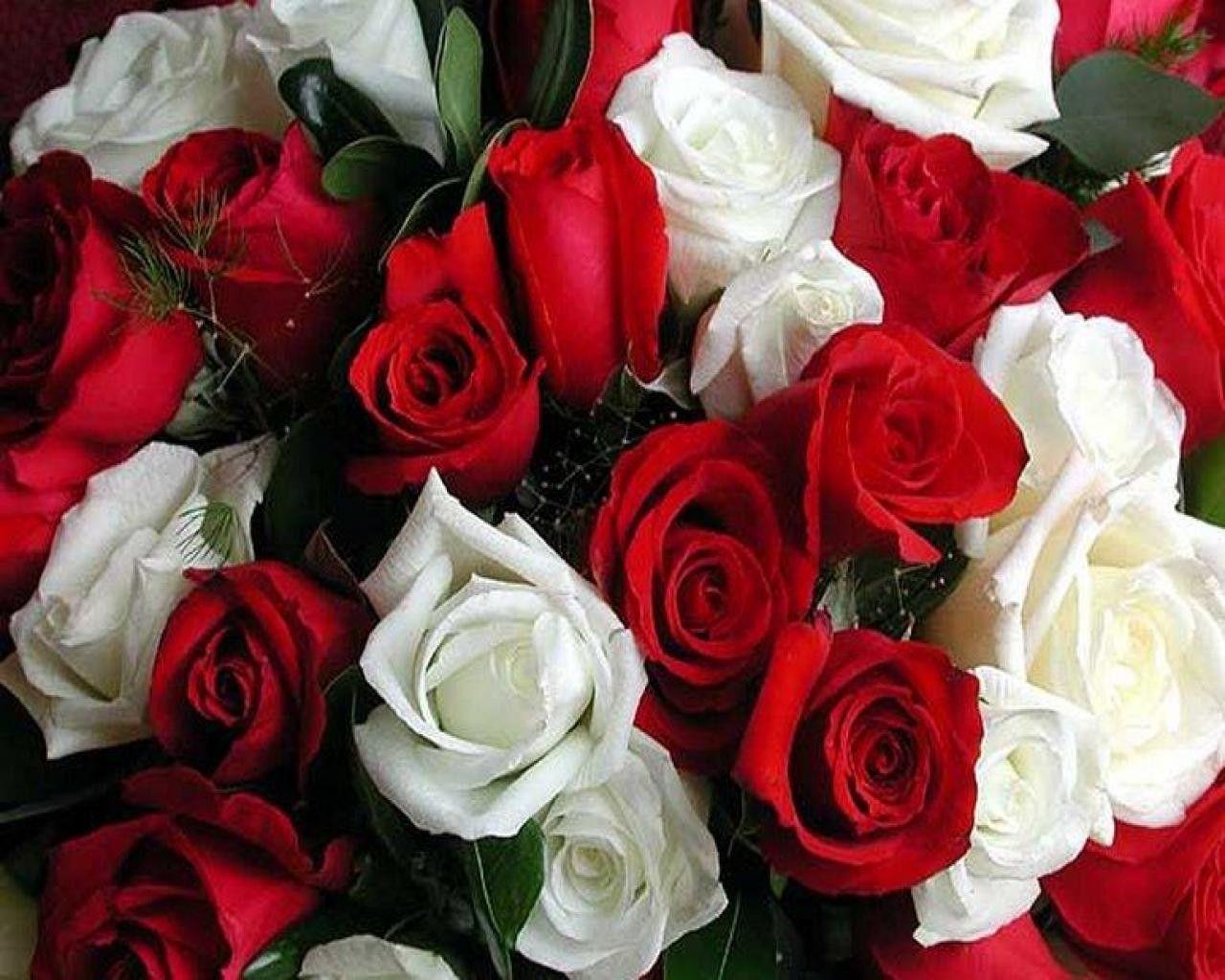 Red And White Roses Wallpapers