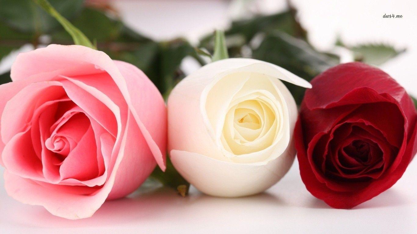 Red And White Roses Wallpapers