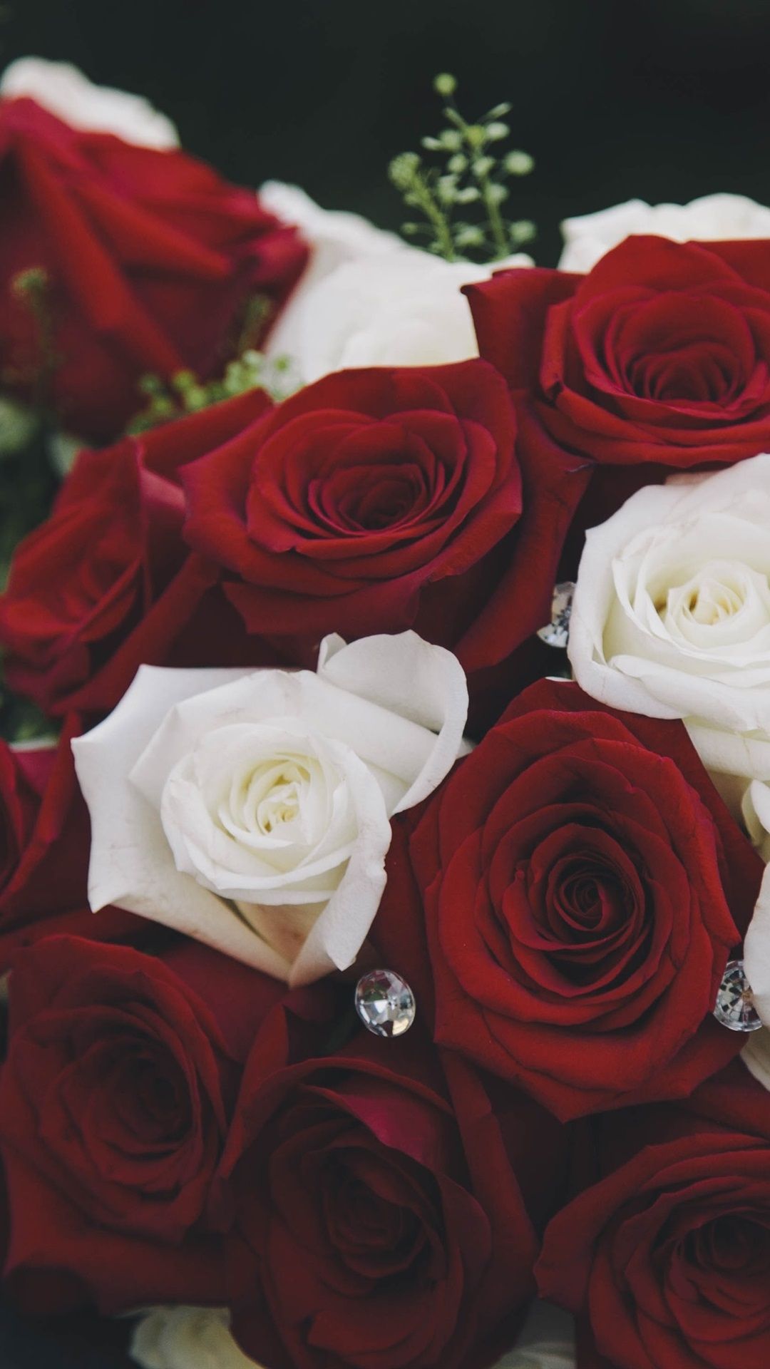 Red And White Roses Wallpapers