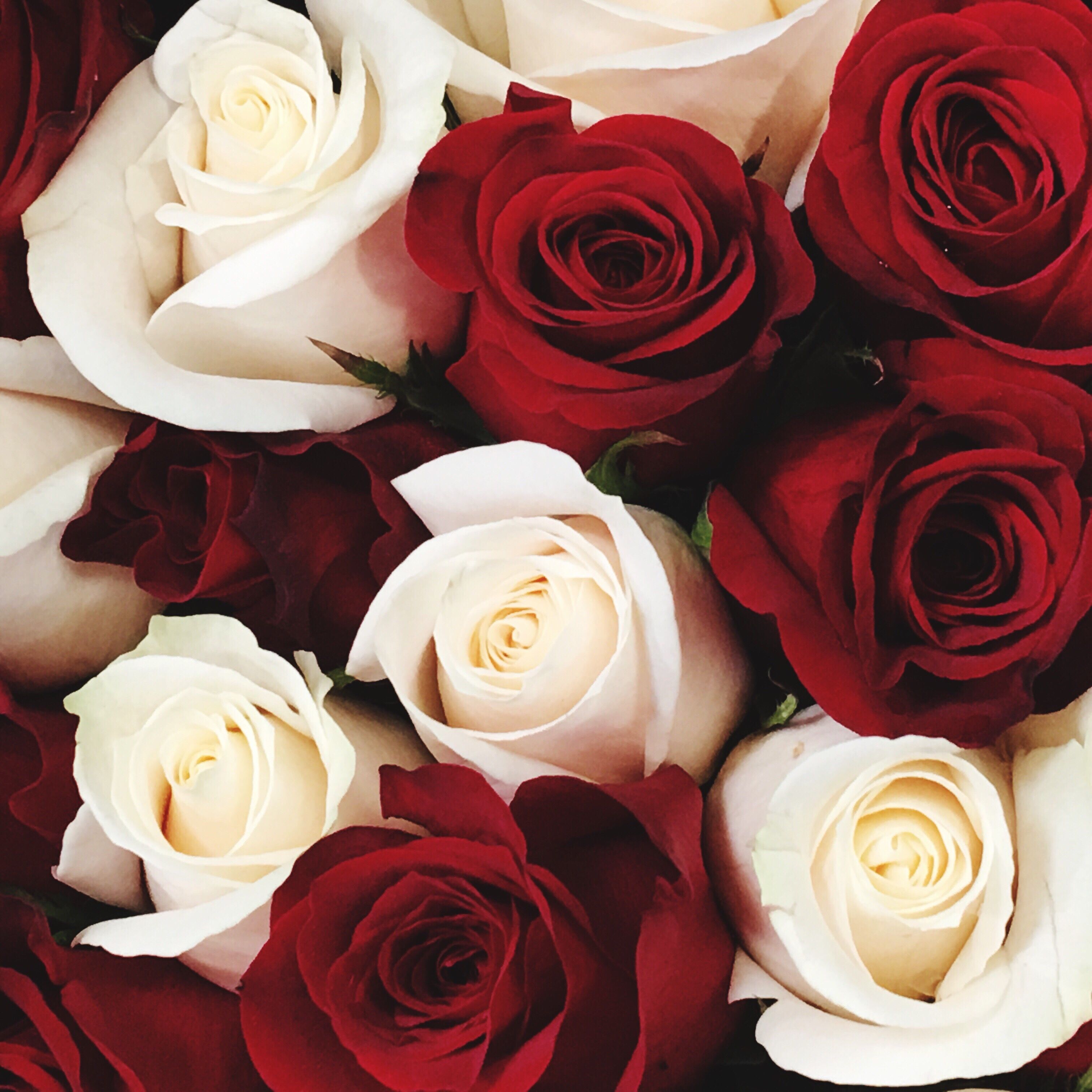 Red And White Roses Wallpapers