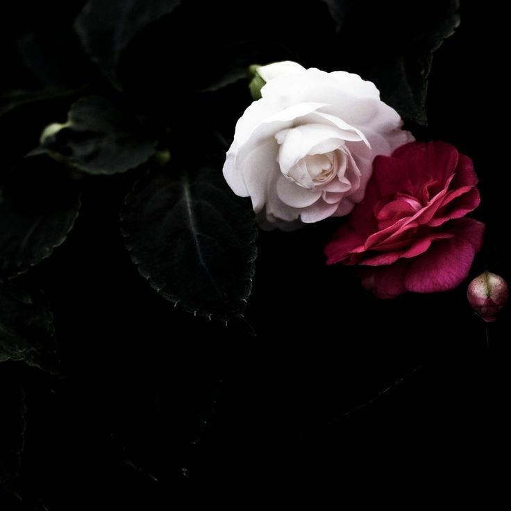 Red And White Roses Wallpapers