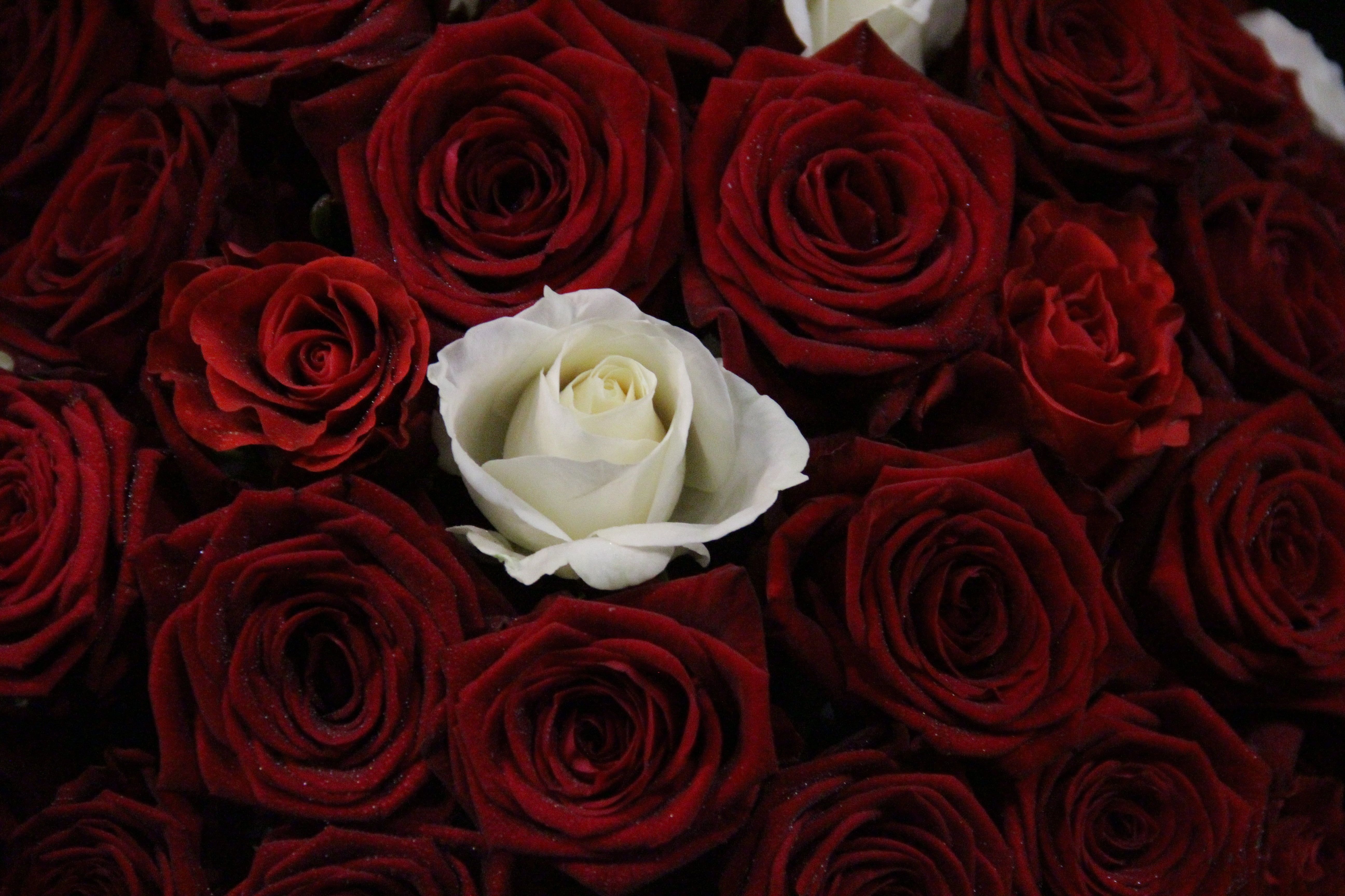 Red And White Roses Wallpapers