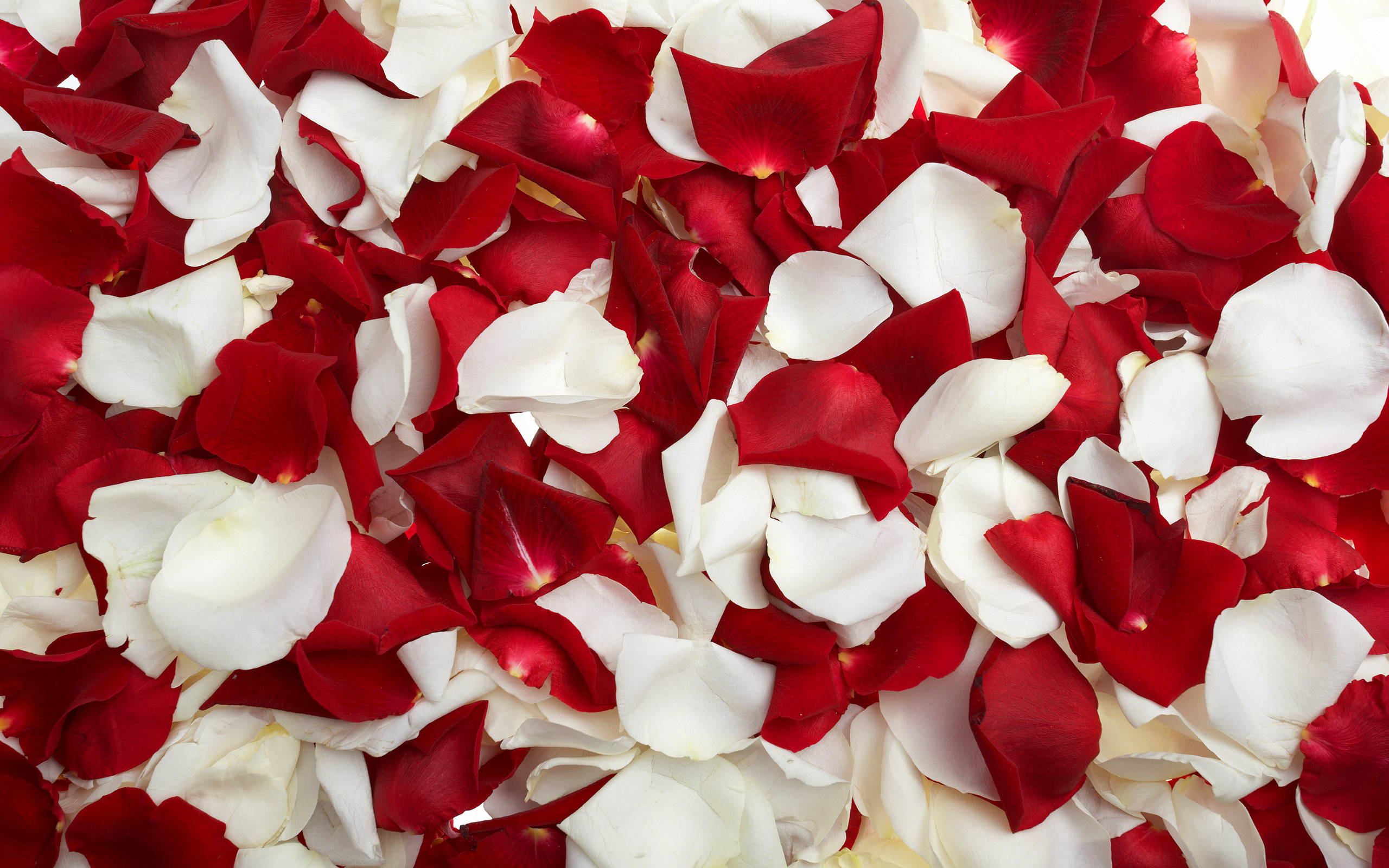 Red And White Roses Wallpapers