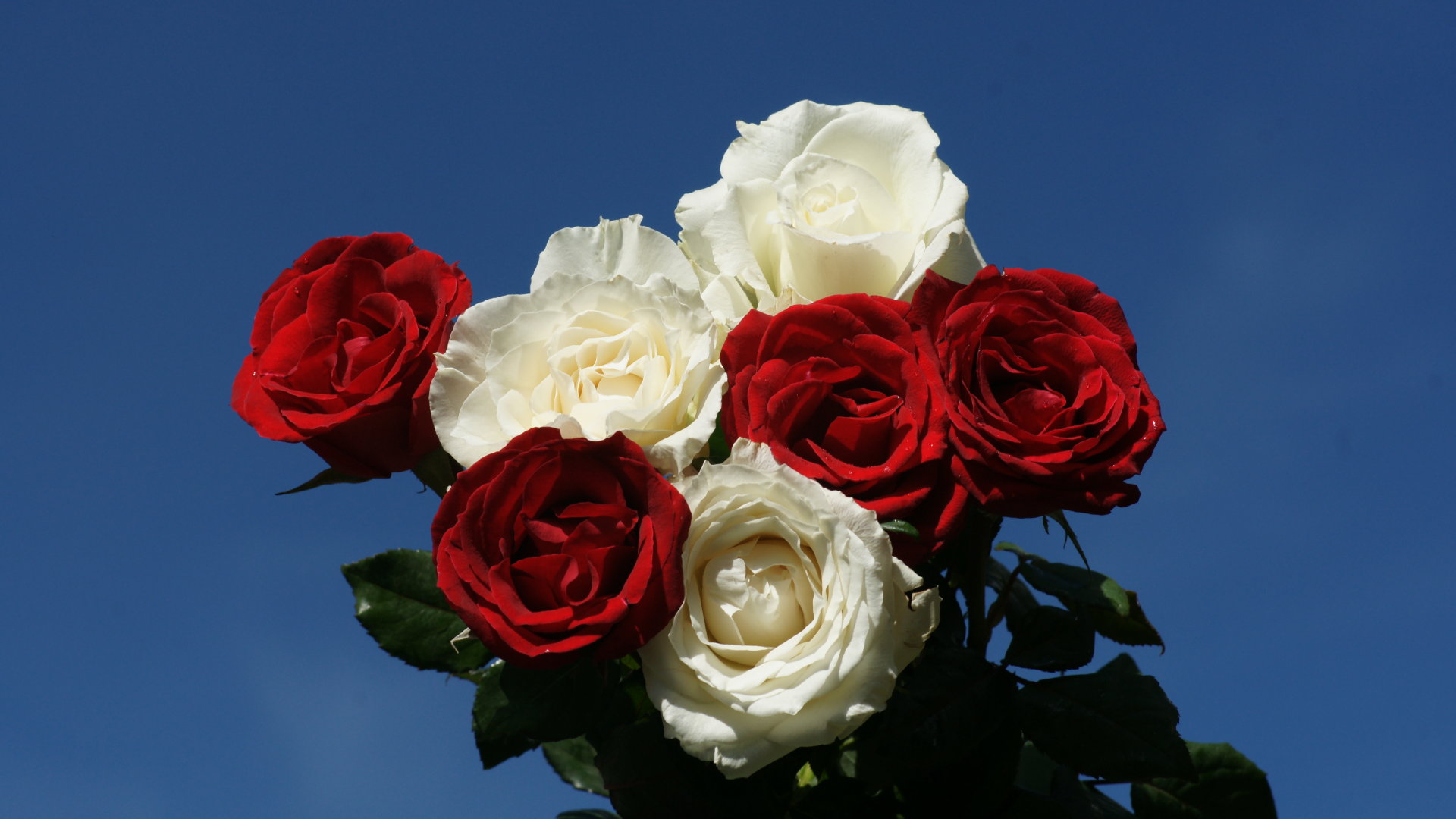 Red And White Roses Wallpapers