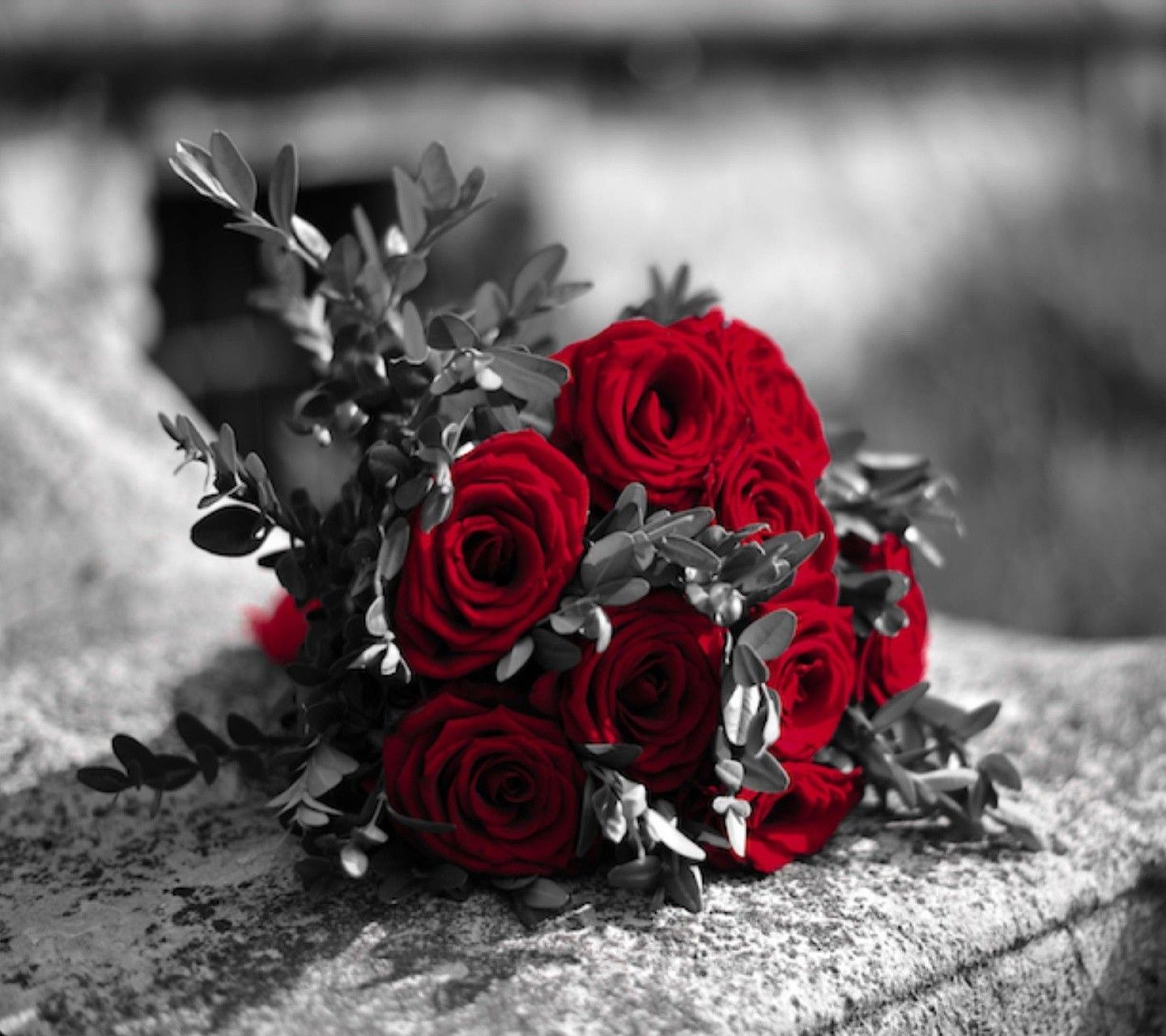 Red And White Roses Wallpapers