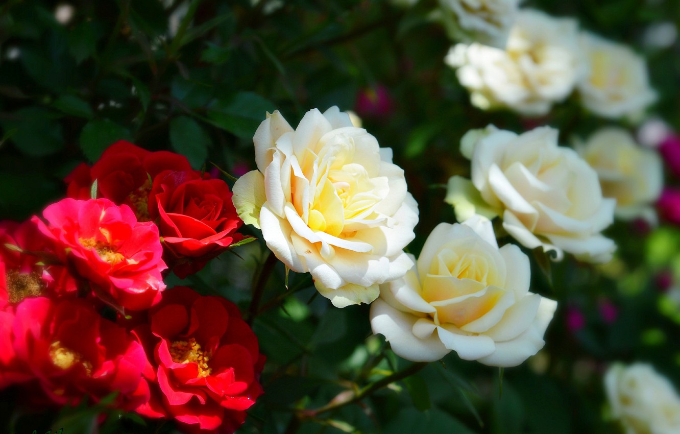 Red And White Roses Wallpapers