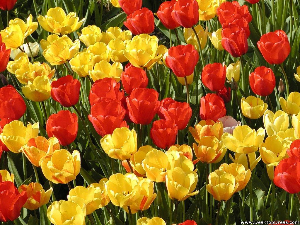 Red And Yellow Flowers Wallpapers