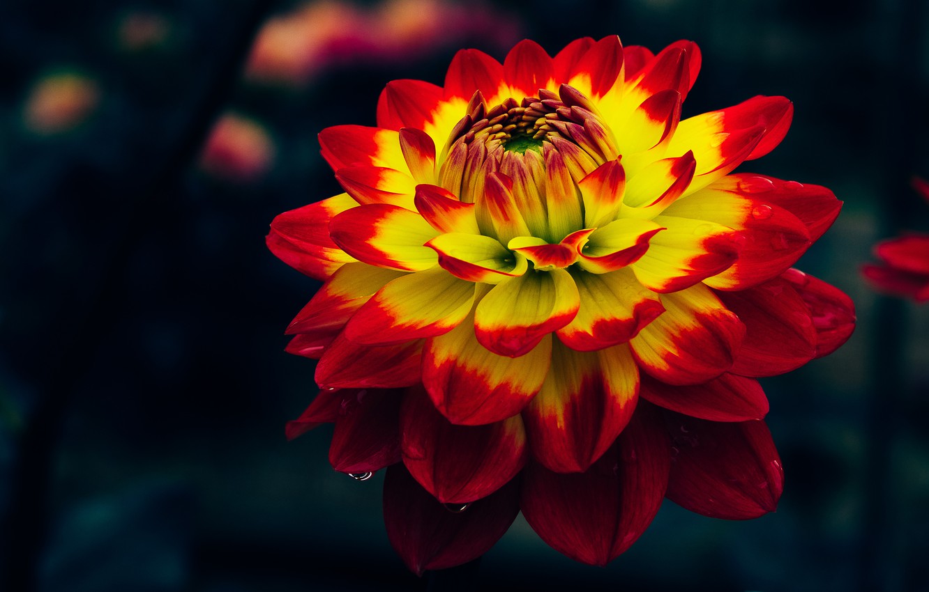 Red And Yellow Flowers Wallpapers