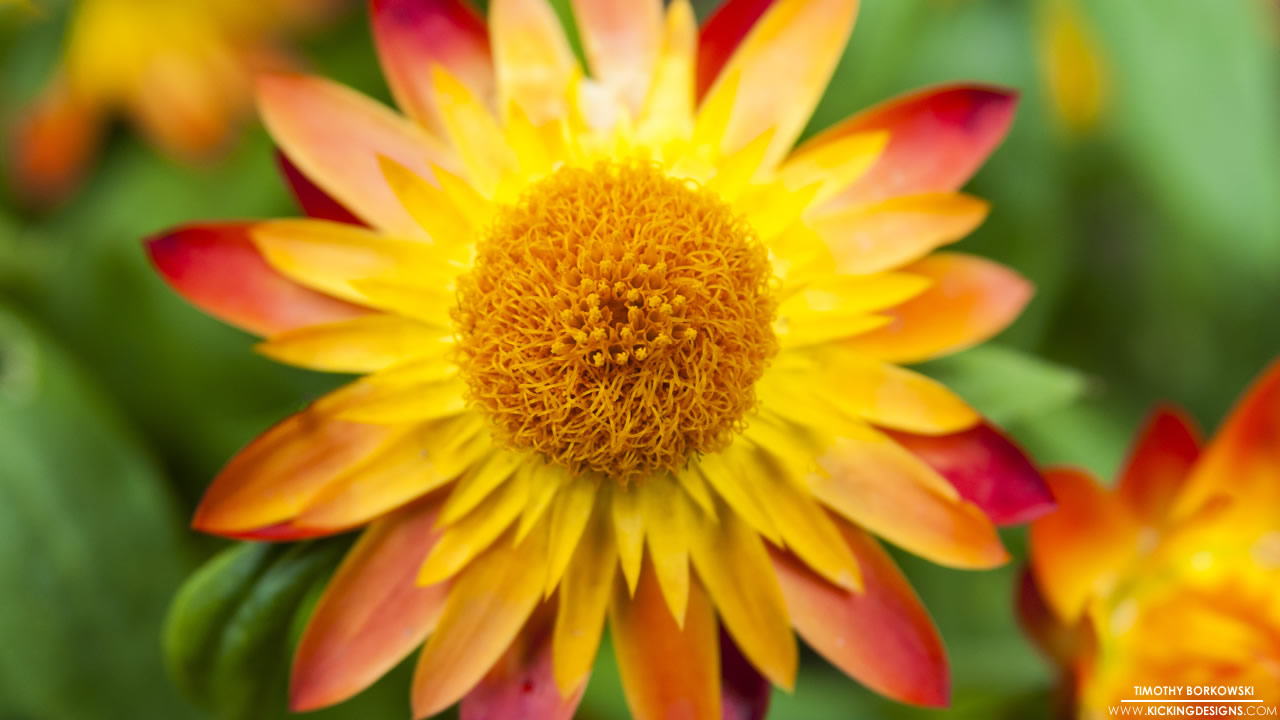 Red And Yellow Flowers Wallpapers