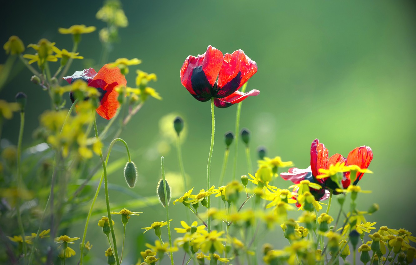 Red And Yellow Flowers Wallpapers